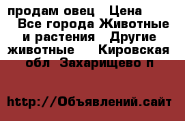  продам овец › Цена ­ 100 - Все города Животные и растения » Другие животные   . Кировская обл.,Захарищево п.